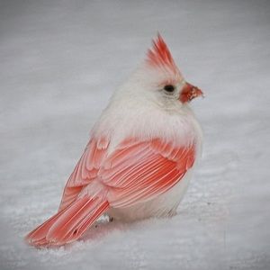 Meet your Posher, Joni